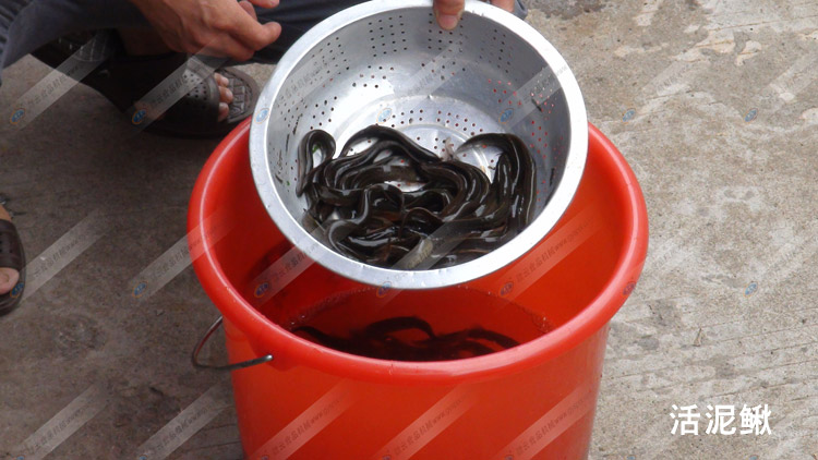 �����q-�����q��-2������q��Ʒ-�M�ƙC(j��)е