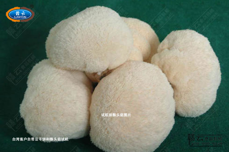 臺(tái)灣客戶自帶的猴頭菇圖